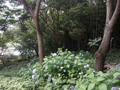 -汉拿树木园