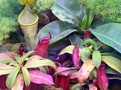 -中国科学院西双版纳热带植物园