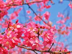 -天适樱花悠乐园
