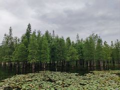 -白鹭湾湿地公园