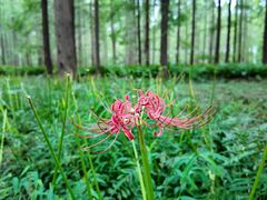 -黄海国家森林公园