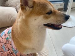 -怪兽屋·羊驼·猫咖·狗咖(俊华广场店)