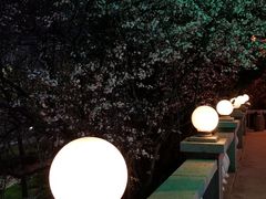 -青岛海景花园大酒店·白果树餐厅青岛菜
