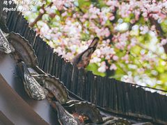 -龙华寺