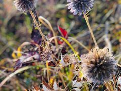 -白草畔自然风景区