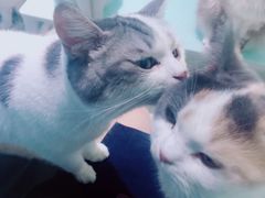 -喵的天空名猫咖啡馆·撸猫·猫舍·用品