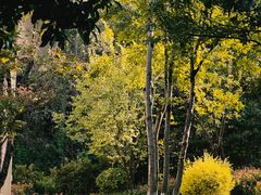 -铁山坪森林公园