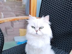 -喵屿·大理花园猫咖