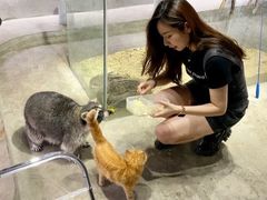 -浣熊柯尔鸭土拨鼠·电玩咖