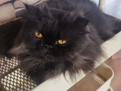 -猫的茶·猫咖