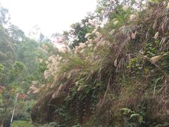 -火炉山森林公园