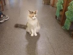 -猫色咖啡·猫咖