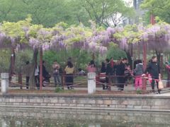 -嘉定紫藤园