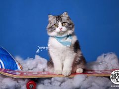-超宠爱宠物摄影-Super pet