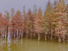 -白鹭湾湿地公园