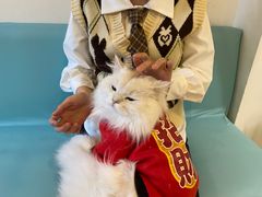 -猫在这儿猫咪咖啡馆·撸猫馆