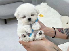 -萌宠之家·腊肠犬·马尔泰·小体犬舍