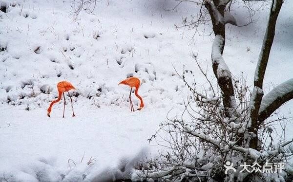 火红与雪白