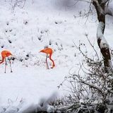 火红与雪白