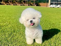 -翊宠yipet猫狗购宠庄园犬舍•猫舍