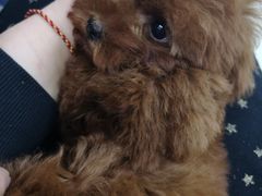 -利又安动物医院··老年病·猫科犬科·中兽医