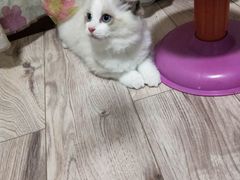 -Bastet sally猫舍购宠(静安店)