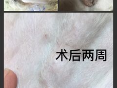 -瑞派宠物医院(锦江店)