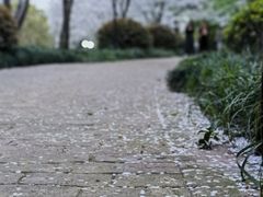 -陆家嘴中心绿地