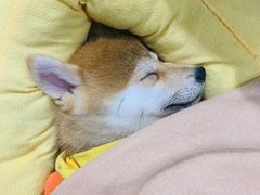 -逗柴咖啡屋·狗咖猫咖宠物桌游