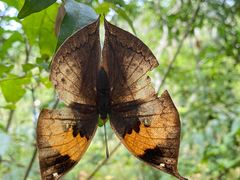 -西双版纳原始森林公园