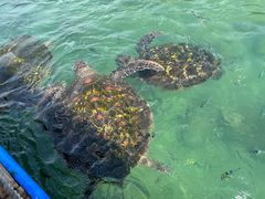 -海南分界洲岛旅游区