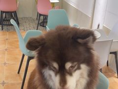 -Let's go狗咖·猫咖·奶狗·桌游(春熙路IFS店)