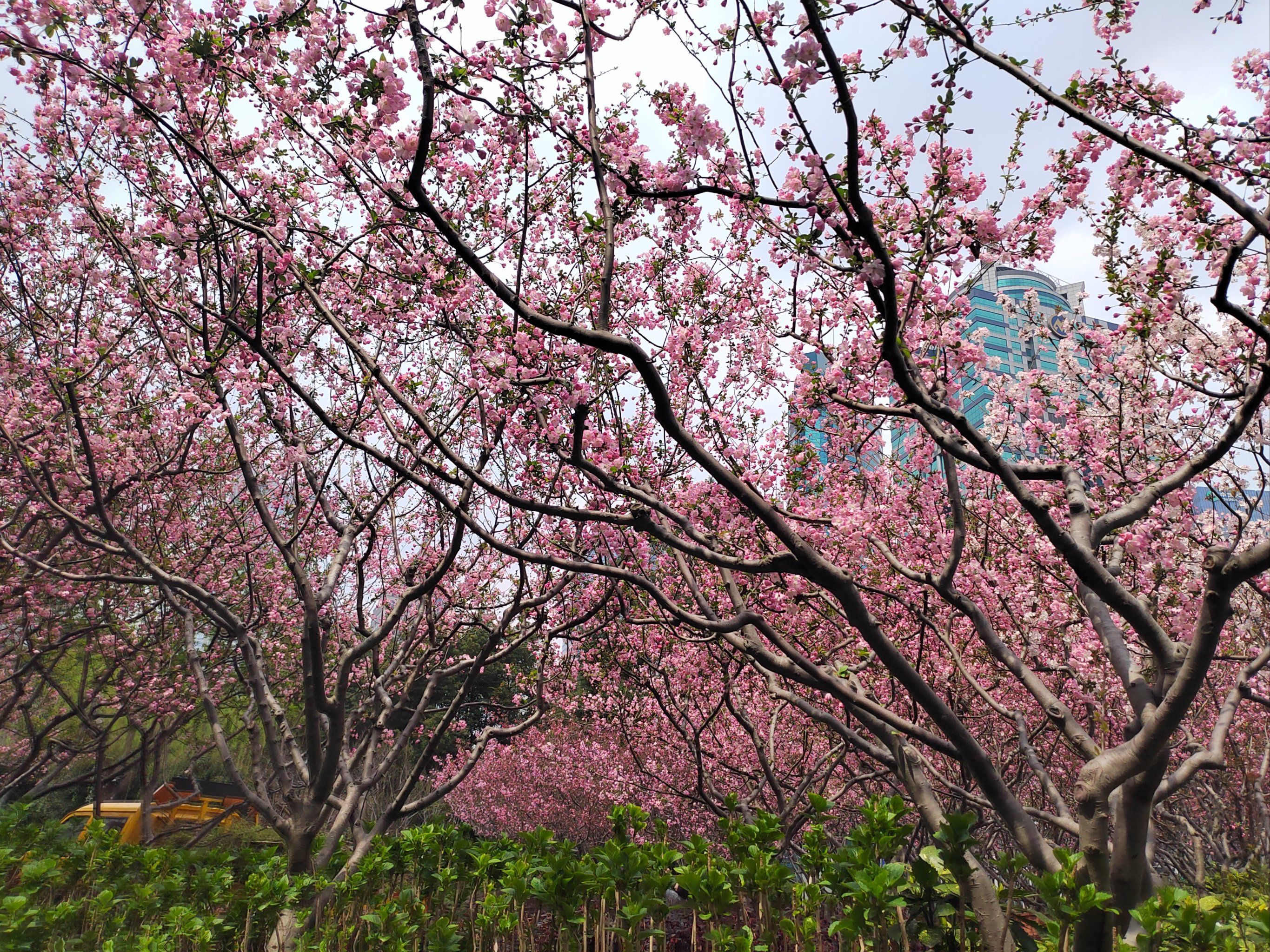 玉兰花基本没有了,海棠花正是盛开的时候,樱花也在路上了!