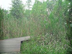 -溱湖国家湿地公园