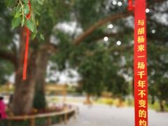 -金塔沙漠胡杨林景区