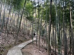 -上海佘山国家森林公园天马山园