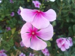 -松山湖梦幻百花洲