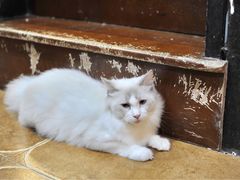 -李小姐の猫咖啡馆(五角场店)