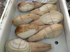 -南沙十九涌渔人码头-南门