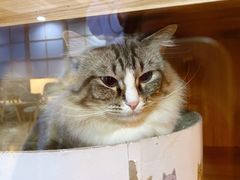 -白兔子密室(长寿路店)