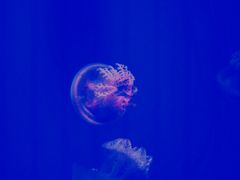 -福州罗源湾海洋世界旅游区