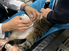 -喜多萌中农锦绣动物医院24H·猫科·牙科MRI·CT