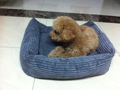 android_upload_pic-爱宠屋pet shop·宠物洗澡·宠物美容