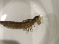 -夏家大锅台炖鱼馆
