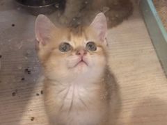 -more than meow吴止猫主题餐厅(承德 中船汇店)