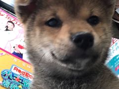 -爱侣宠医·鹦鹉专科·小型哺乳类·异宠专科(灵石路店)