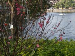 -荔湾湖公园