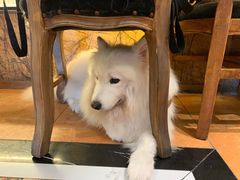 -more than meow吴止猫主题餐厅(承德 中船汇店)