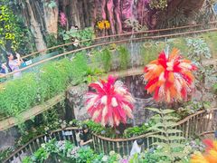 -正佳雨林生态植物园