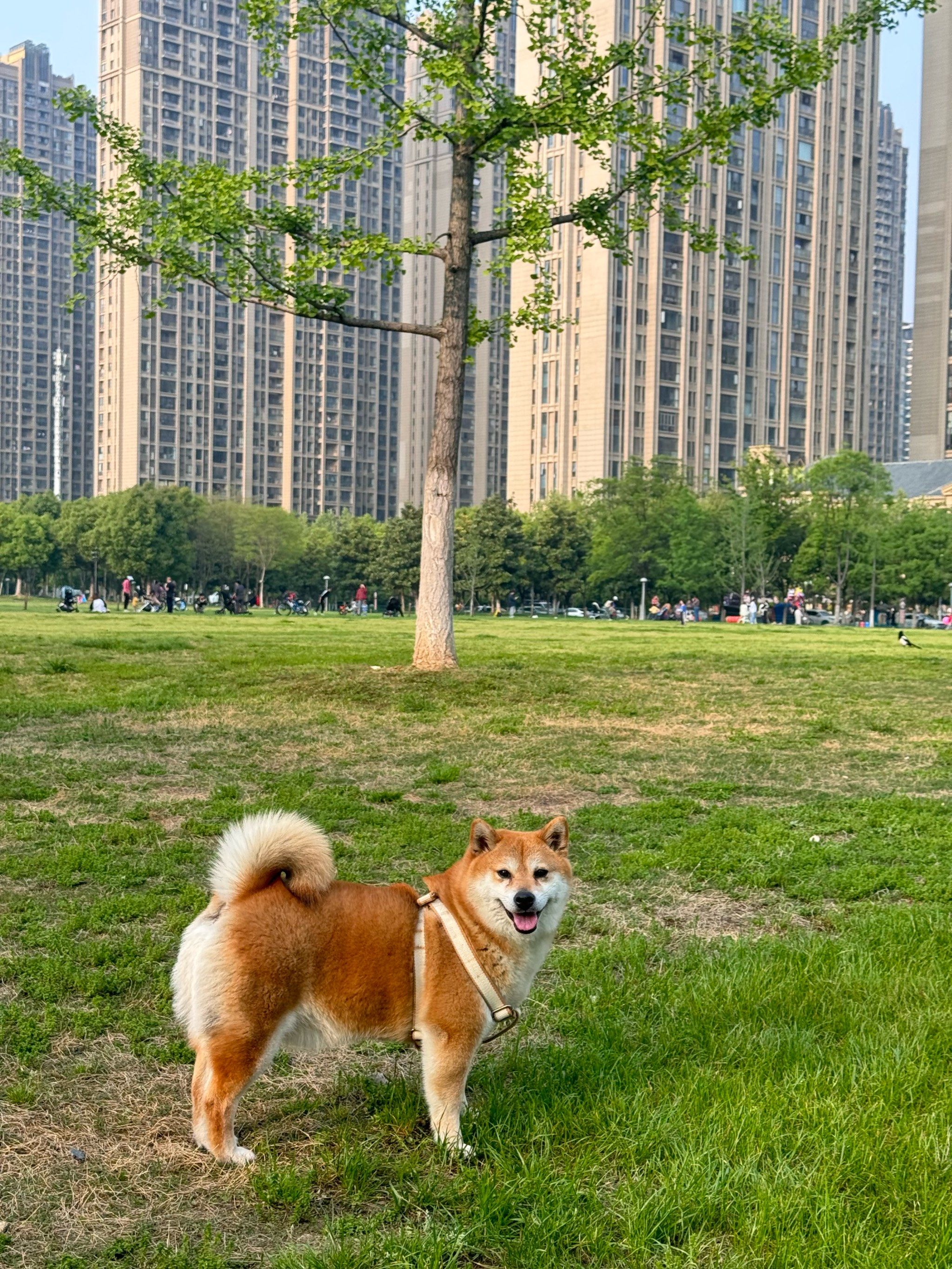 谁家柴犬这么胖啊 [调皮]